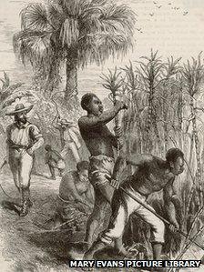 A drawing of black slaves harvesting sugar cane, watched over by a white man holding a whip