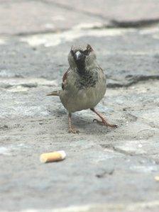 Bird