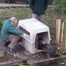 Swans being released
