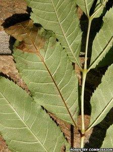 Ash dieback