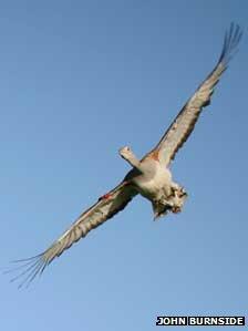 Great bustard in flight