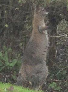 Wilf the wallaby