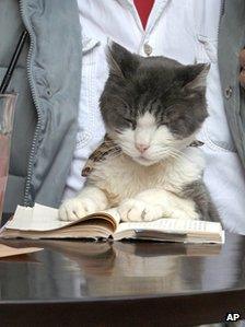 Cat at a cafe in Tokyo