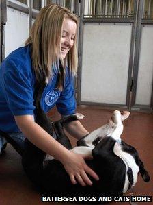 Volunteer playing with a dog