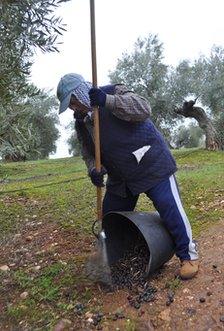 Maria Rodriguez harvesting olives