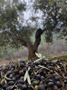 Olives in southern Spain