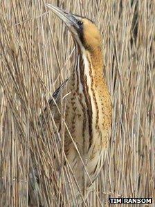 Bittern