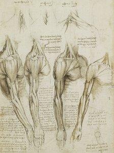 Leonardo's da Vinci's anatomical work