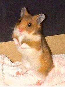 Poppy the hamster