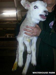 Quinto the five-legged lamb