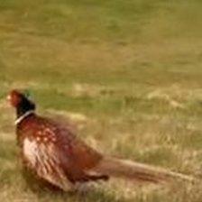 Rory the pheasant