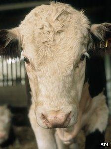 Hereford bull