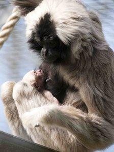 Mother and baby Pileated Gibbon at Blackpool Zoo