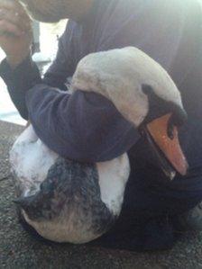 Swan being rescued from the River Thames in Windsor