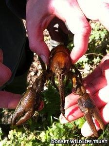 white-clawed crayfish