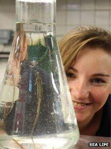 Aquarist Emma Whittle checking on a rescued pipefish at Sea Life Blackpool