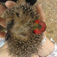 Hedgehog stuck in Christmas bauble