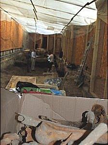 Bones unearthed at Bath Abbey