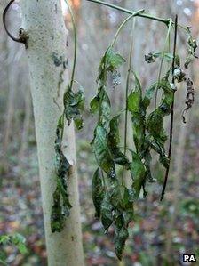 Wilting leaves of Common Ash Tree showing the symptoms of Chalara Fraxinea Dieback