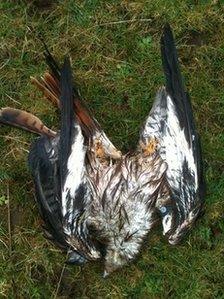 Dead red kite