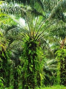 Palm trees in Ivory Coast (September 2013)