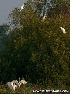 A great white egret family at RSPB Ham Wall