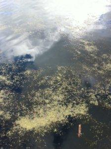 Algae on the water at Roath Park lake in Cardiff