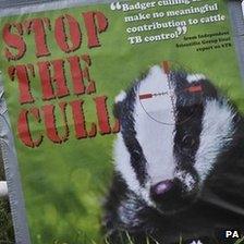 Anti-badger cull poster