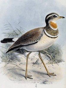 Jerdon's Courser illustration