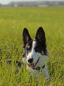 Sky the collie