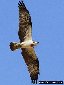 Kielder osprey seen in Senegal