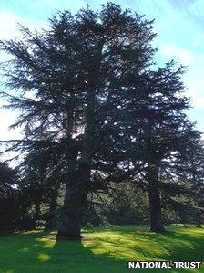 Duke of Wellington tree