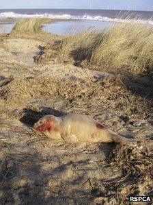 Injured seal in Norfolk