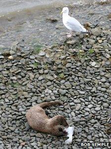 A gull watches an otter eat a fish