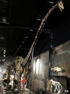 Dinosaur skeleton sold at auction in West Sussex