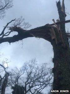 Tree damaged in storm at Llanbedr, Gwynedd