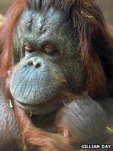 Kibriah the orang-utan with her baby