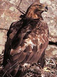 The golden eagle