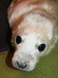 Grey seal pup found at Whitesands beach in Pembrokeshire