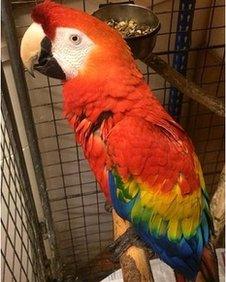 Scarlet macaw captured in Somerset