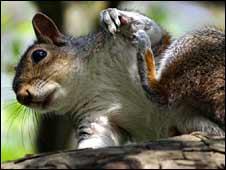 Grey squirrel