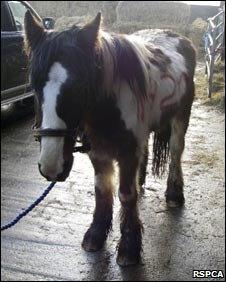 Rescued horse