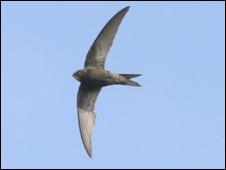 Generic image of swift (RSPB-images.com)