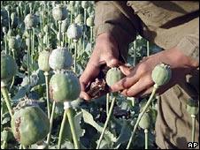 A man in an opium poppy field in Helmand province, Afghanistan. File photo