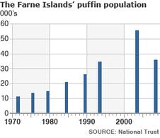 Puffin population on the Farne Islands (Image: BBC)