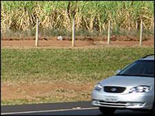 Sugar cane field near Araraquara, Brazil (photo: Robert Plummer)