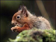 Red squirrel