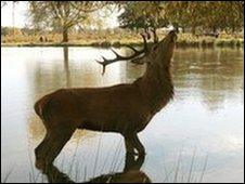 Deer in Bushy Park