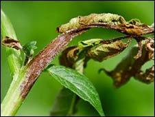 Diseased potato plant