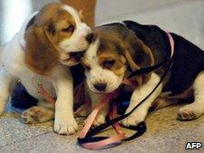 Beagle puppies